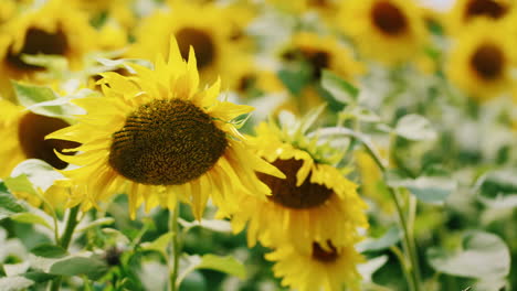 campo de hermosos girasoles amarillos 1