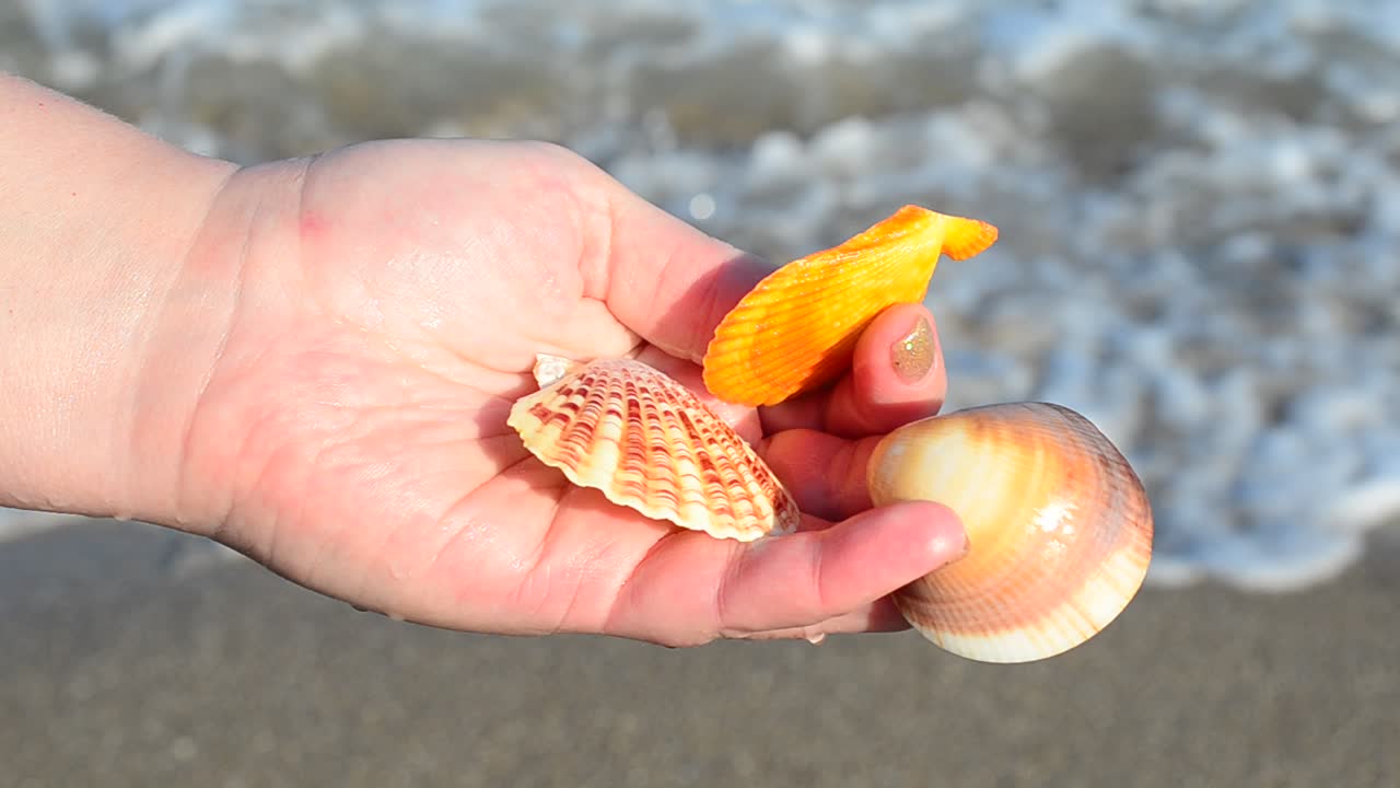 Sea cockleshell in a hand. Beach. Shooting on the beach