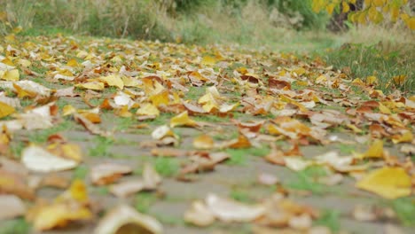 colored fallen leaves on a path with trees and grass in background