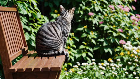 cat sitting on a bench in a garden