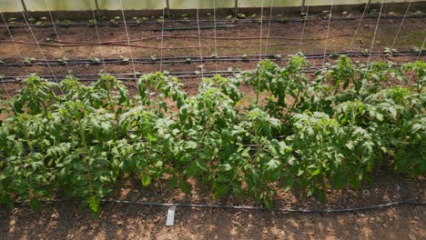 High-angle-top-down-shot-of-tomato-and-cucumber-plants-growing-in-greenhouse-on-small-far