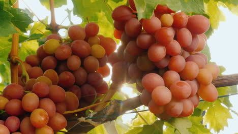 deliciosas uvas cantando en la vista inferior de la vid