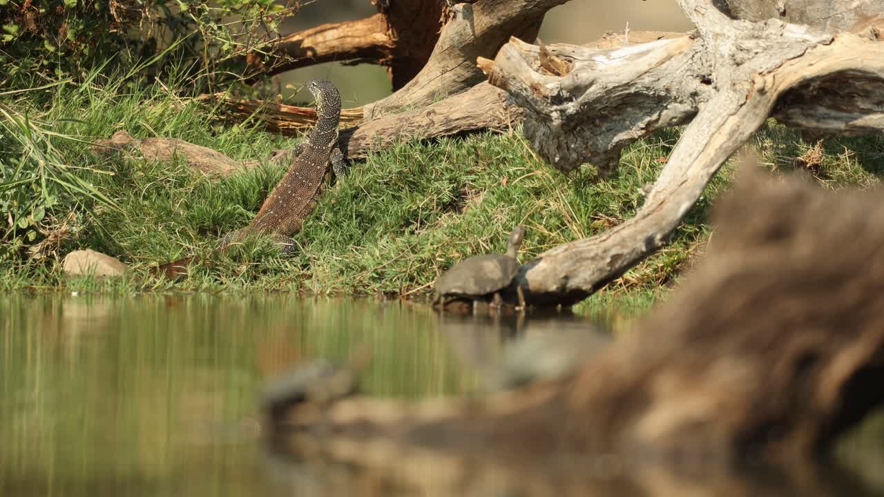 Rack focus from a water monitor and a terrapin sun basking in the background to two terrapins lying on a dead tree in the waterhole, Greater Kruger