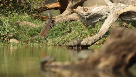 rack focus from a water monitor and a terrapin sun basking in the background to two terrapins lying on a dead tree in the waterhole, greater kruger