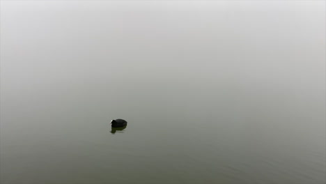 Eurasian-Coot-Swimming-Alone-In-The-Calm-Lake---wide-shot