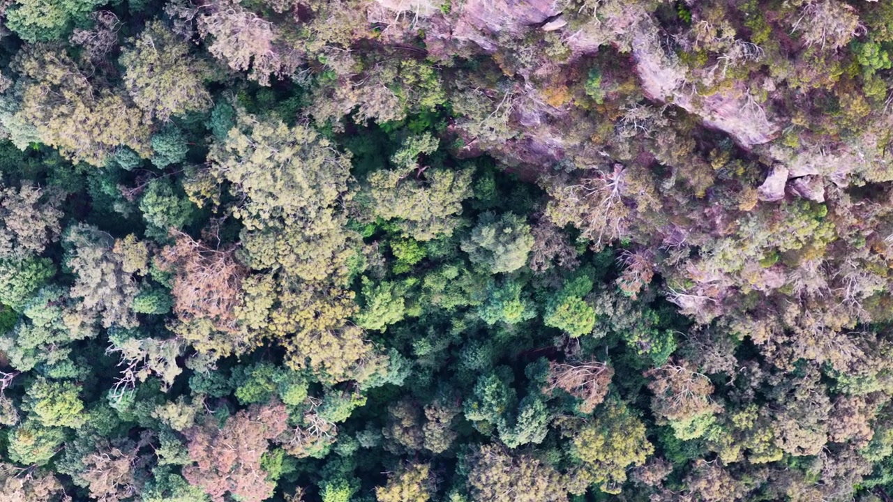 Ripresa aerea dall'alto di una fitta chioma di foresta verde e scogliere rocciose nelle Blue Mountains, Australia.