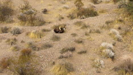 Borrego-Cimarrón-En-El-Parque-Estatal-Valle-Del-Fuego,-Nevada