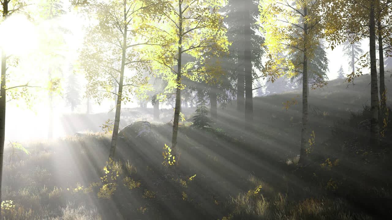 Sunlight breaking through trees in a tranquil forest during early morning