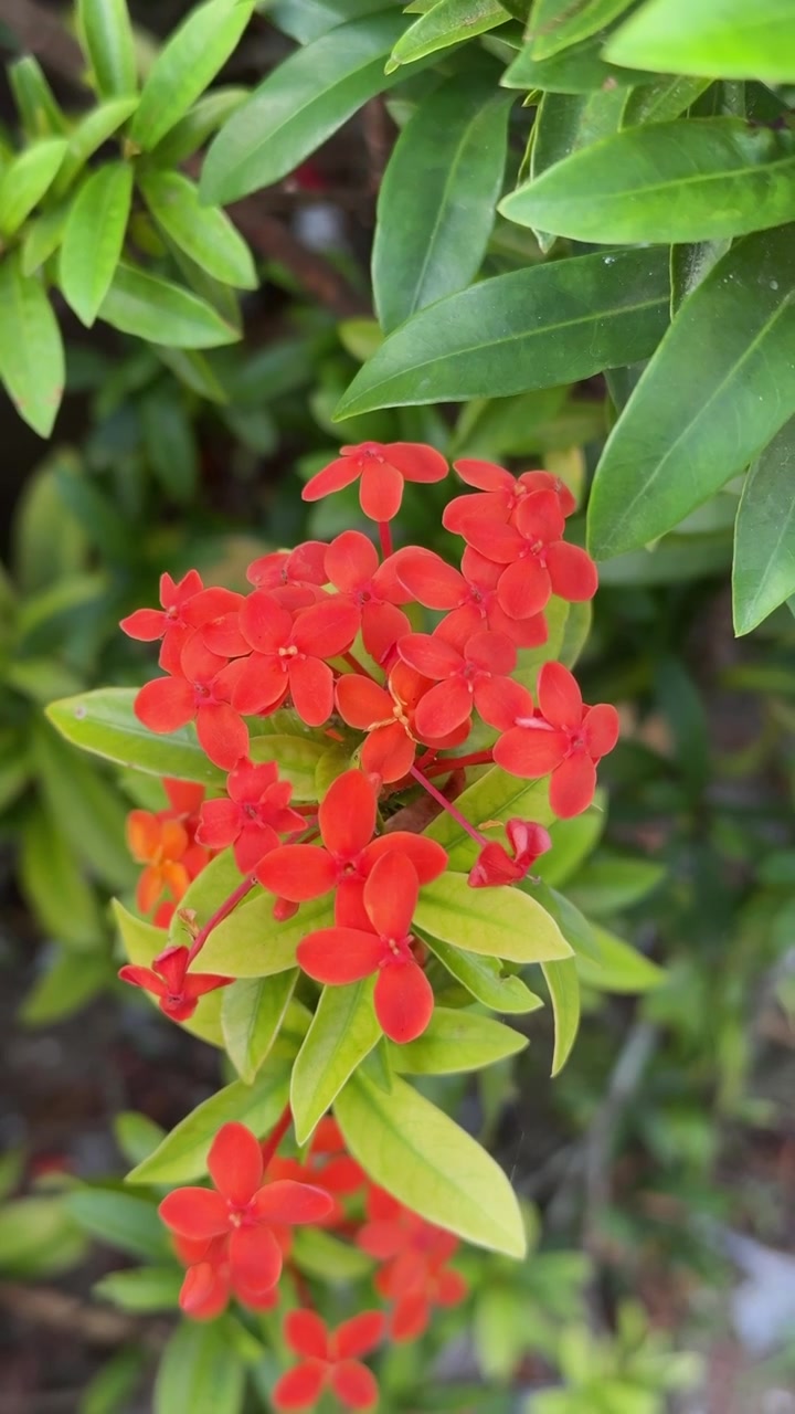 Fiori di Ixora rosso vivace che sbocciano in un giardino rigoglioso
