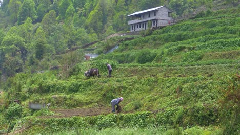 Serena-Agricultura-Nepalesa-Porción-Estática-De-La-Vida-Usando-Bueyes-Para-Labrar-El-Suelo