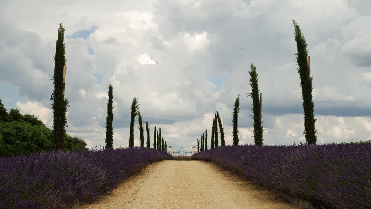 Toma estática de carretera rural entre campos de lavanda