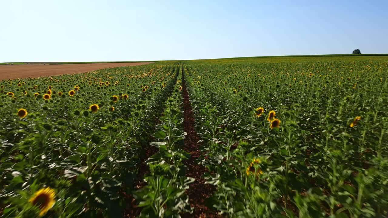 Field of sunflowers on sunny day. Aerial drone forward at low altitude