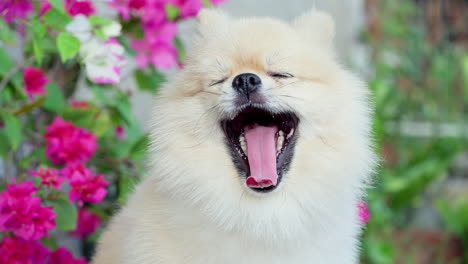 Adorable-Y-Soñoliento-Cachorro-Pomeranian-Bostezando-En-El-Patio-Trasero---Lindo-Pomeranian-Siendo-Perezoso