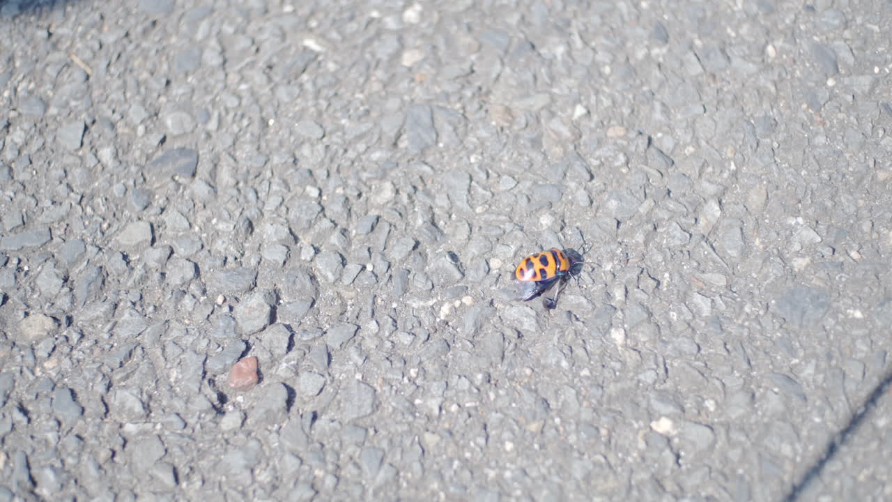 일본 교토 은은한 조명에서 발견된 신비한 벌레