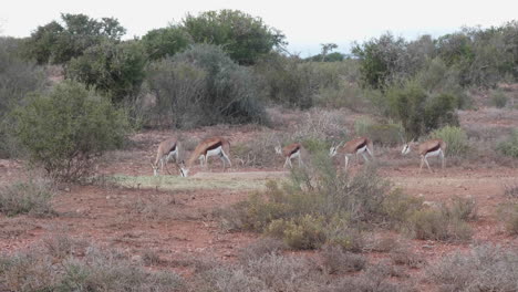 antílopes animales salvajes comiendo en la selva sudáfrica