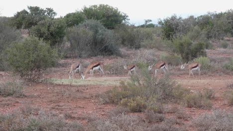 antilopes wild animals eating in the bush south africa