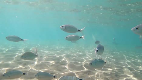 Snorkeling-on-the-beaches-of-Almeria,-Spain