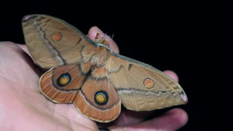 polilla gigante en la palma de la mano batiendo alas
