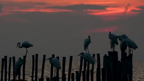 The-Great-Egret,-also-known-as-the-Common-Egret-or-the-Large-Egret