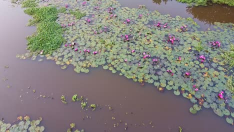 Asiatisches-Binnengewässer,-Seerose-Wächst-Mit-Moosen-Und-Gräsern,-Seerose-Im-Bach,-Teich,-Flussmeer,-Blühende-Seerose,-Schöne-Luftaufnahme,-Gruppe,-Blüte,-Feld,-Oben