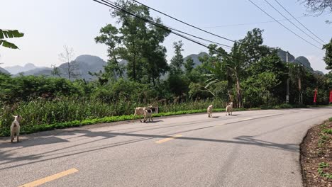 goats walking across a rural road