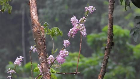 Colibrí-Polinizando-Flores-En-Santa-Marta,-Magdalena,-Colombia