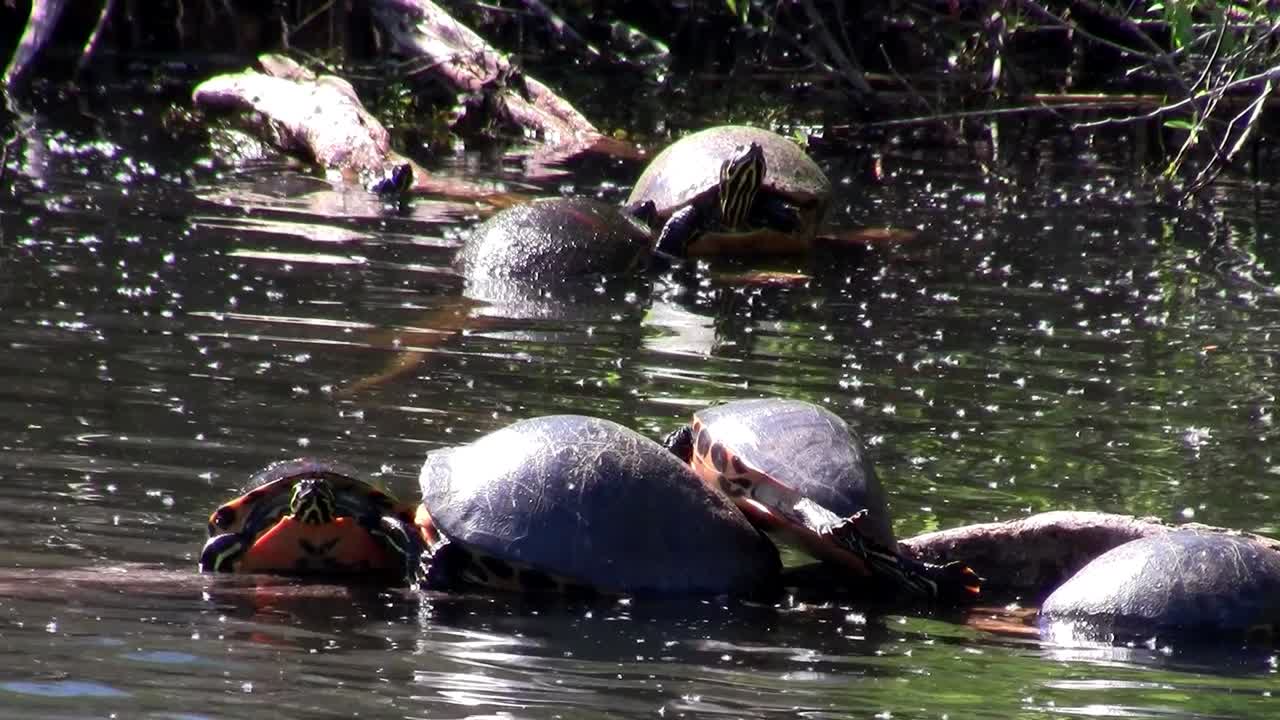 las tortugas pueblan un estanque en los everglades de florida