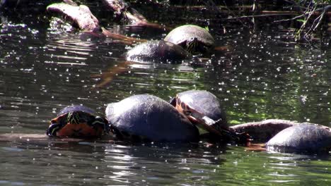 Las-Tortugas-Pueblan-Un-Estanque-En-Los-Everglades-De-Florida