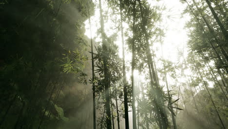 sunlight filtering through a misty bamboo forest