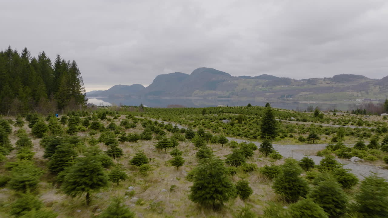 農場上生長的幼杉樹和杉樹