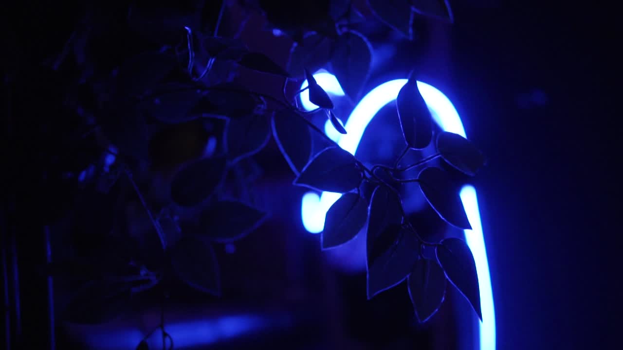 Luce al neon blu e foglie