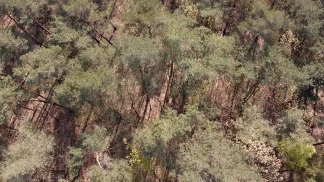 beautiful drone shot above the trees