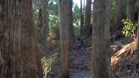 Early-morning-walk-through-remnants-of-ancient-podocarp-forest---Banks-Peninsula