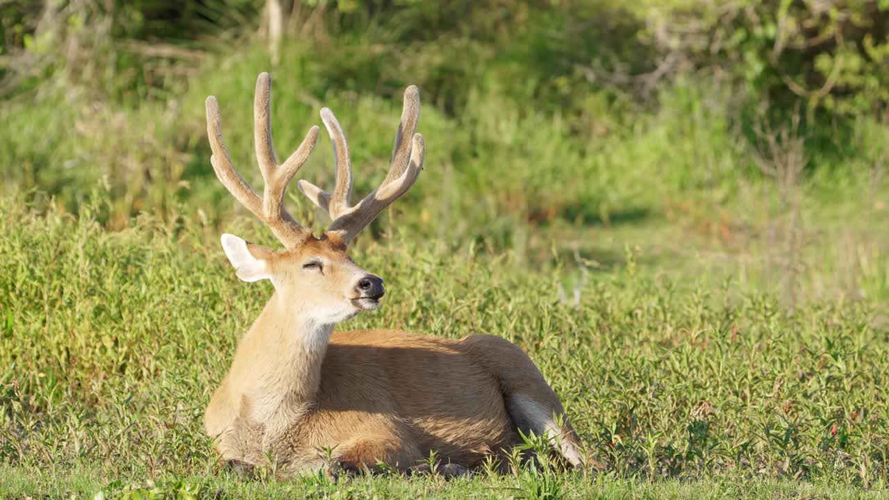 rumiante con pezuñas, ciervo de los pantanos, blastocerus dichotomus descansando con gracia en el suelo junto al río lleno de vegetación, durmiendo una siesta bajo el sol, agitando ocasionalmente las orejas para disuadir a las moscas