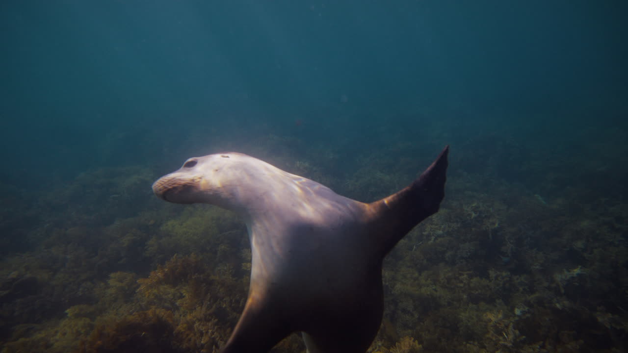 Sea lion glides past camera over textured reef bottom off Neptune Islands, smooth motion