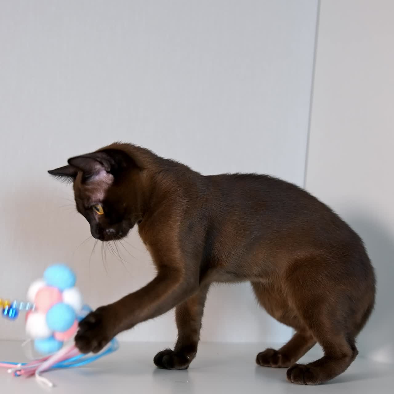 Gattino marrone di razza con un giocattolo. Adorabile gatto birmano che gioca con un giocattolo colorato a casa. Gatto di razza giovane e sano in casa