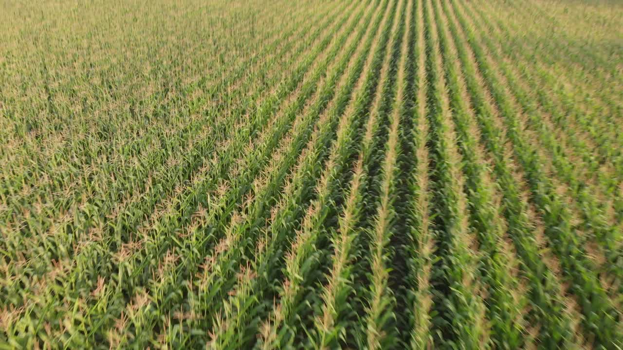 campos de maíz grabados con un dron en un día soleado