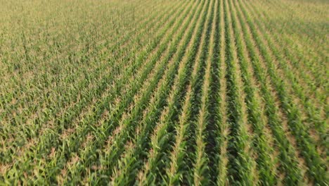 Campos-De-Maíz-Grabados-Con-Un-Dron-En-Un-Día-Soleado