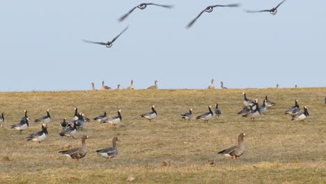 greylag goose eats grass and insects.