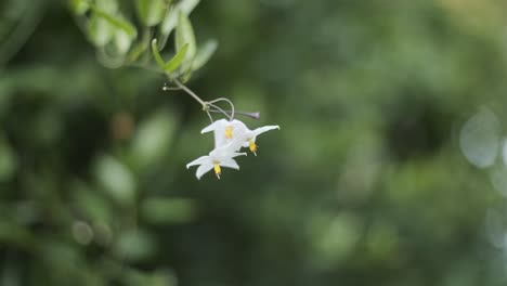 Weiße-Kartoffelrebenblüte-Im-Flachen-Fokus,-Die-Im-Wind-Weht-Solanum-Laxum