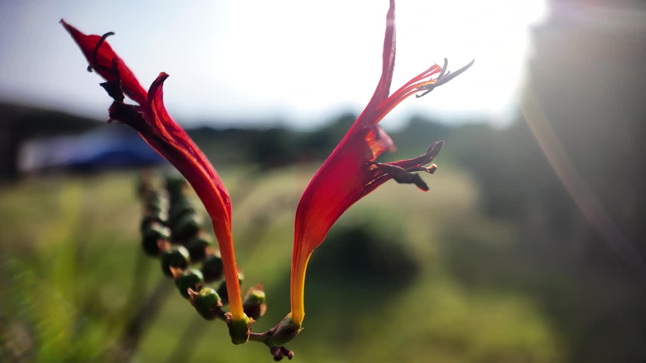 Close up of red crocosmia lucifer flowers blooming during golden hour, creating a warm and vibrant scene