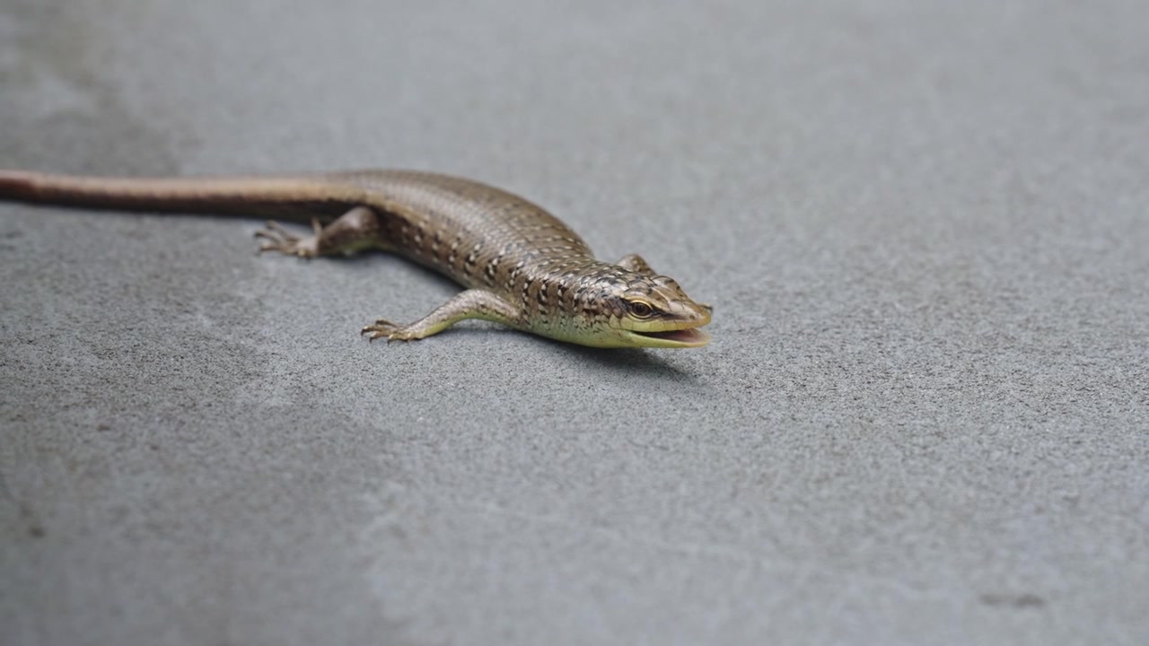 Macro static shot of a Common Sun Skink lying still on a grey concrete surface, briefly opening its mouth before resting attentively in soft daylight.