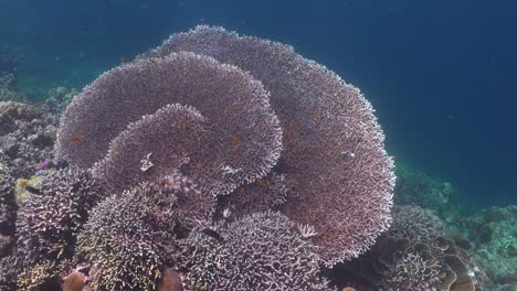a la deriva sobre corales de mesa grande en arrecifes de coral tropicales