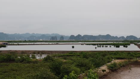 Ein-Typisches-Reisfeld-In-Vietnam-Mit-Bergen-Im-Hintergrund