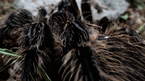 pan across hairy tarantula - arachnid close up macro