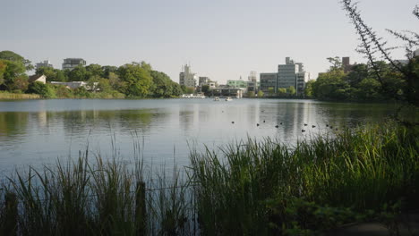 Patos-En-Un-Estanque-Sereno-Con-Paisaje-Urbano-De-Fondo-En-El-Parque-Senzokuike-En-Tokio,-Japón