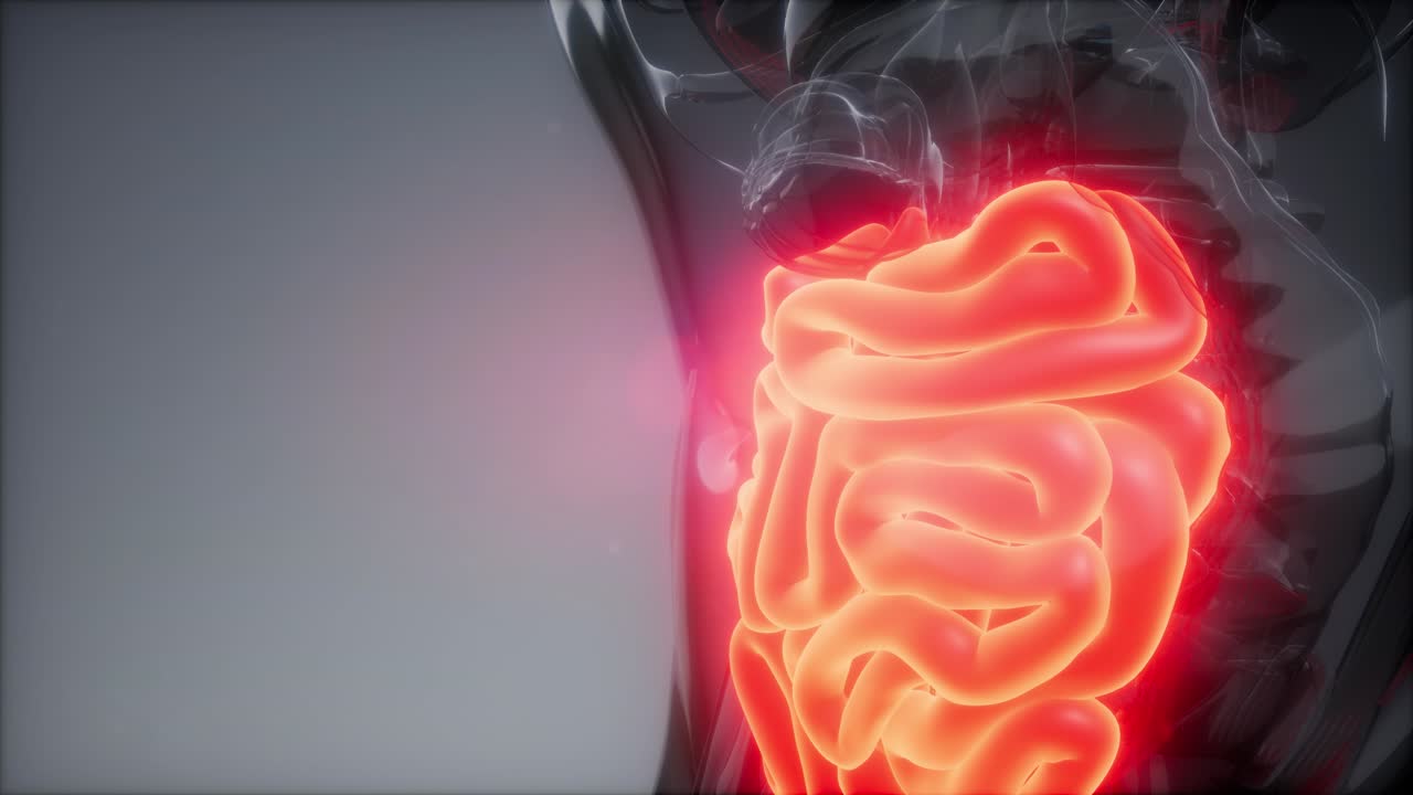 examen de radiología del intestino delgado humano