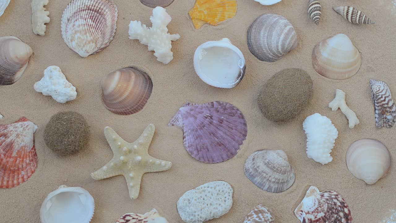 Cockleshells on sand. Shooting with conducting
