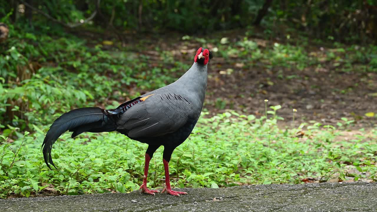 fireback siamés, lophura diardi