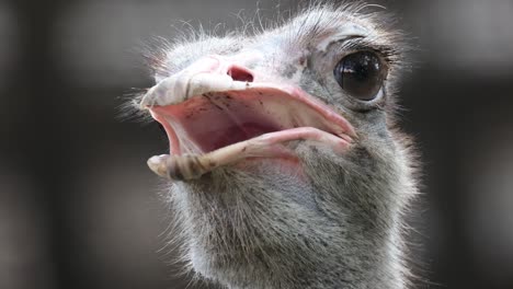 Close-up-Blue-necked-Ostrich